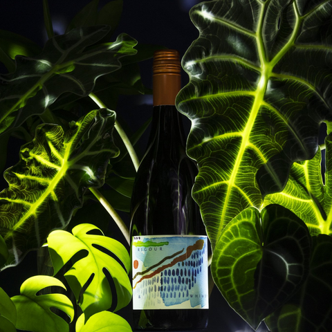 2019 Gamay Noir